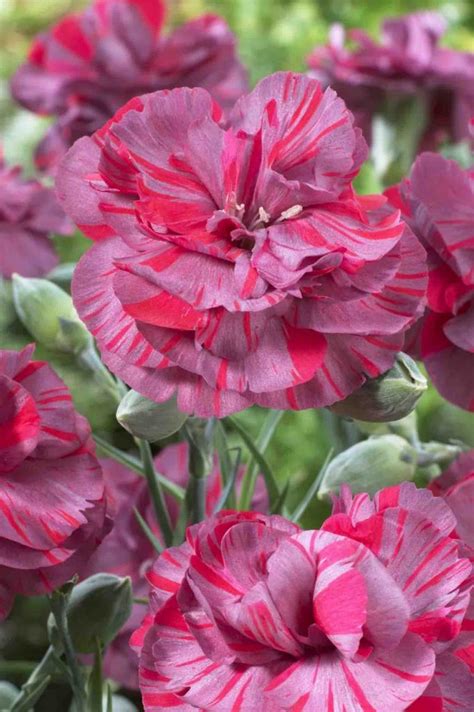 Inferno Witch Dianthus: A Fiery Addition to Your Floral Design